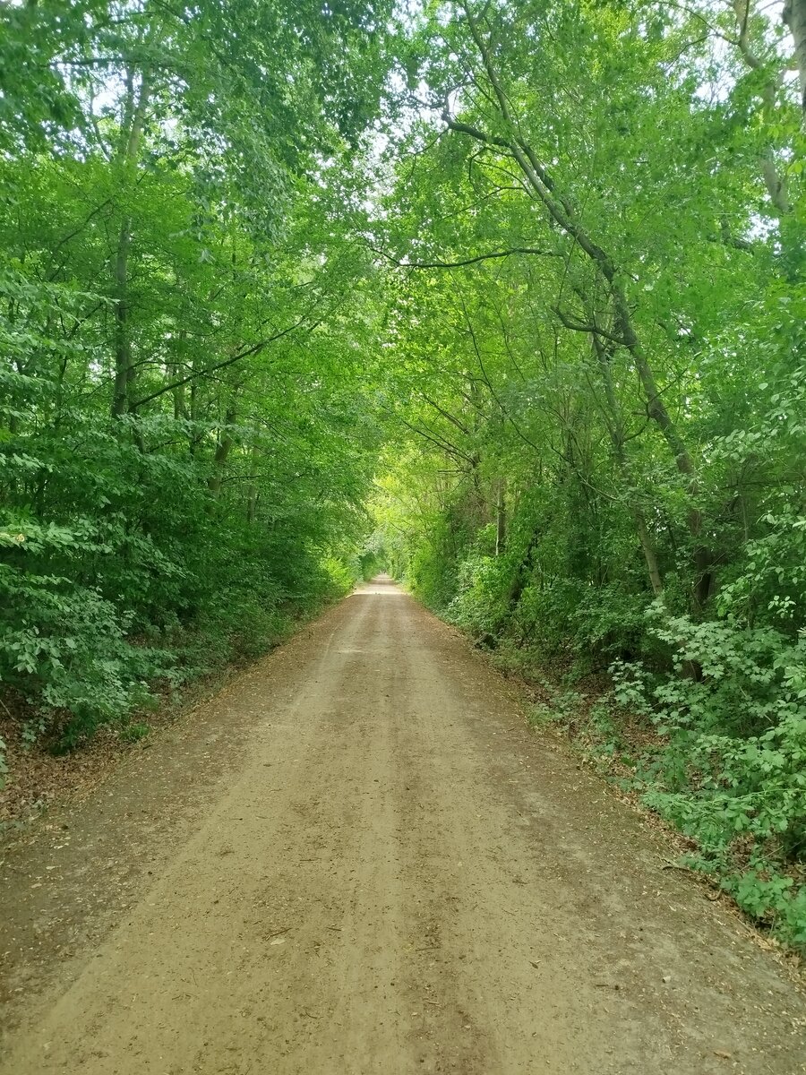 Forest road near home